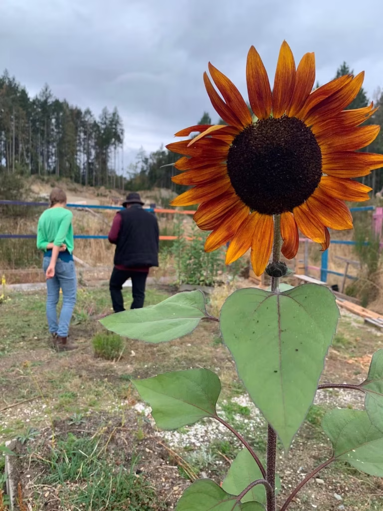 A vibrant orange and yellow sunflower in the foreground; in the background, a woman in a green top and a person in a black vest stand by a garden fence