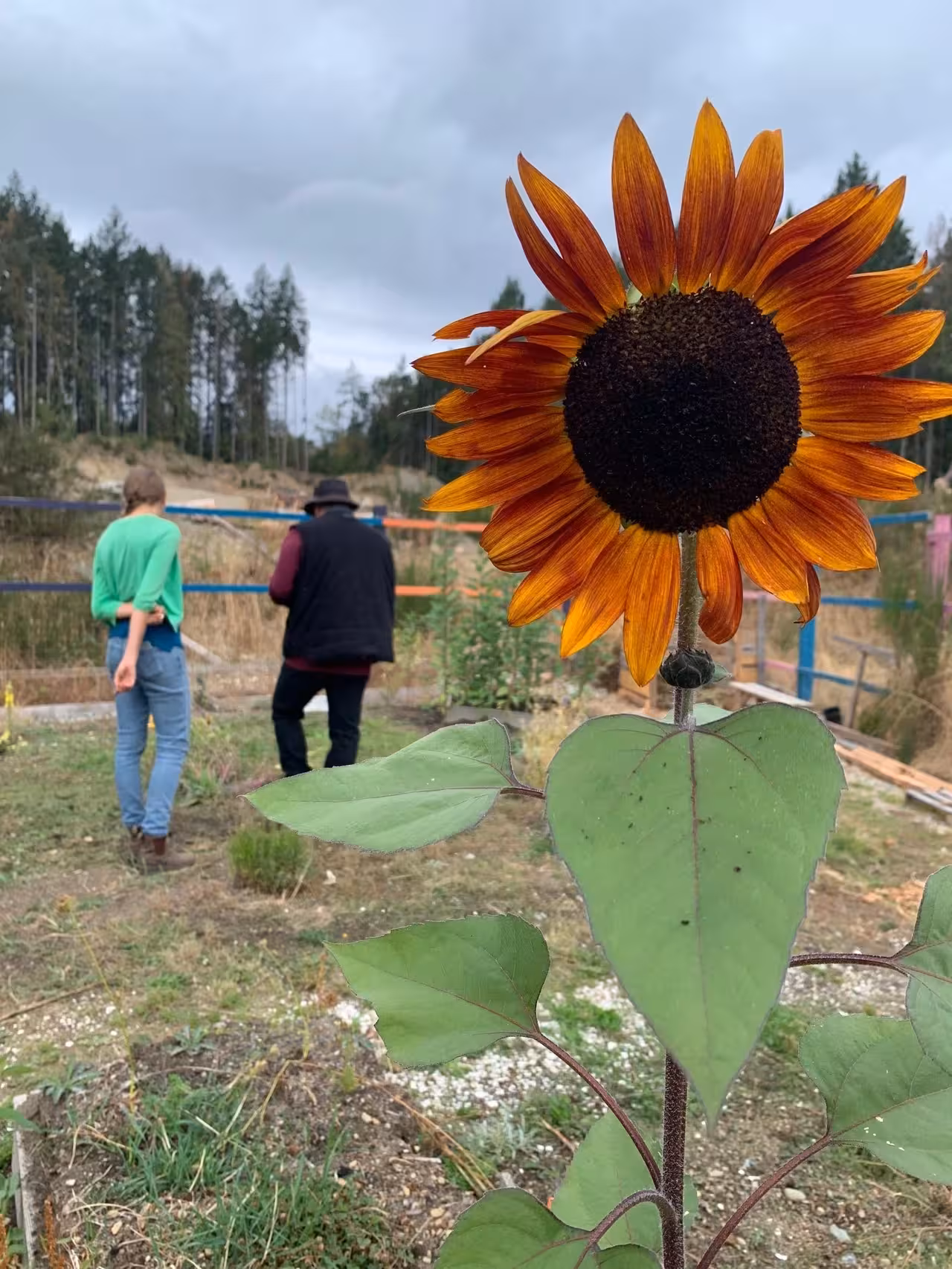 A vibrant orange and yellow sunflower in the foreground; in the background, a woman in a green top and a person in a black vest stand by a garden fence