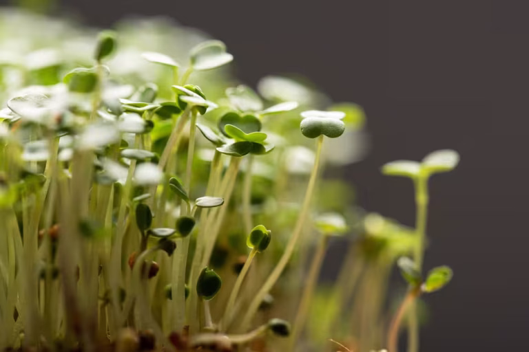 close up of sprouts