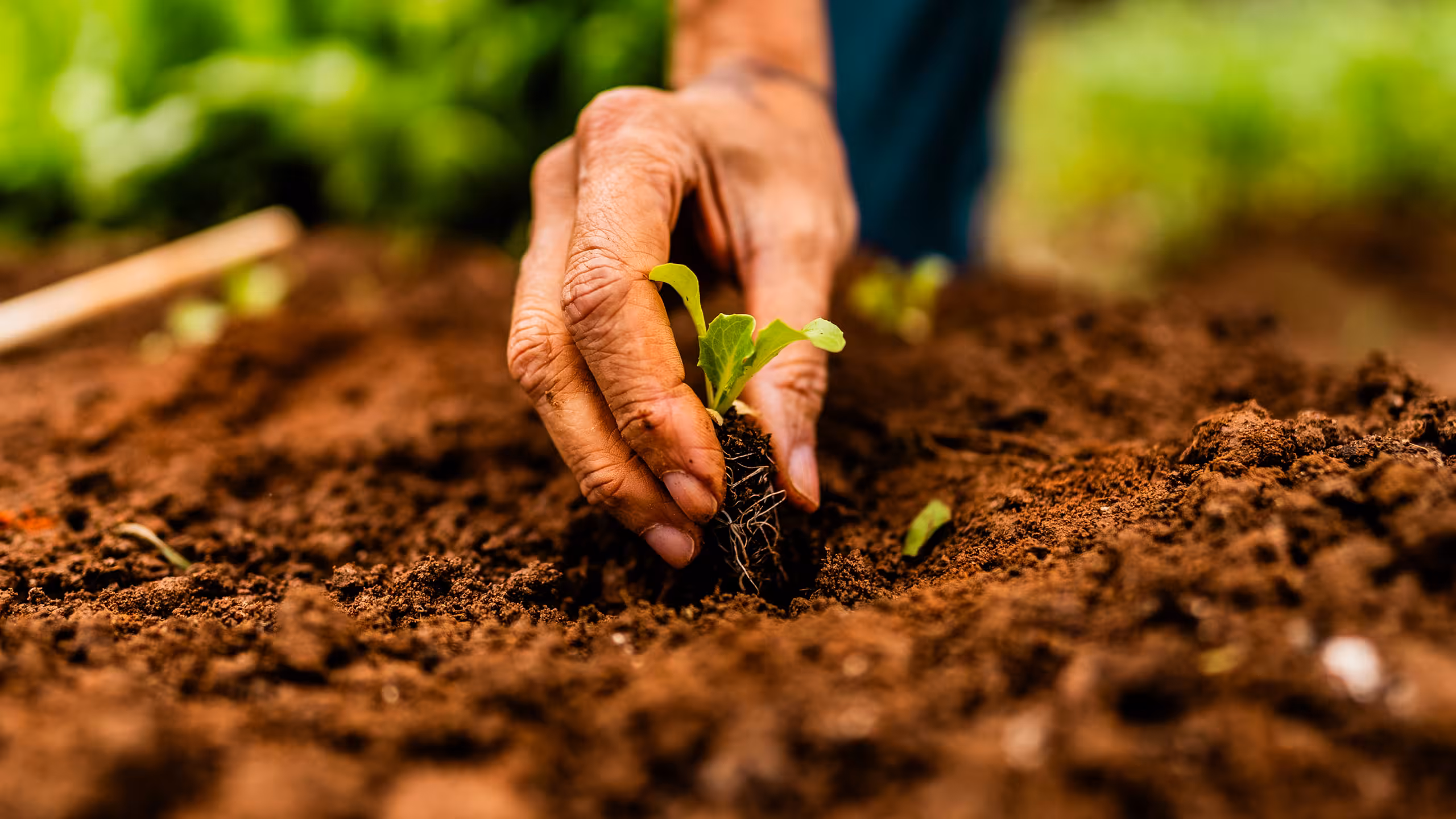 elderly hand planting sprout