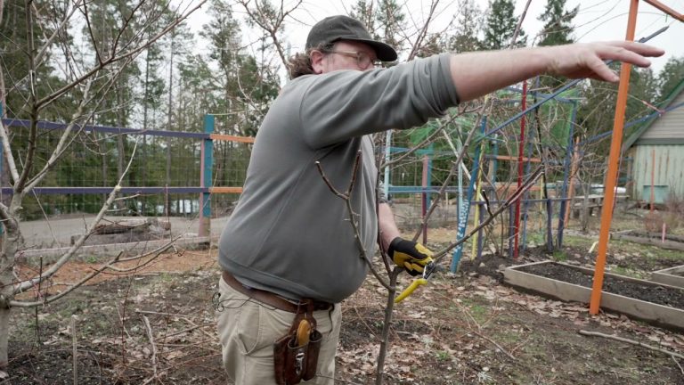 Fruit Tree Care Up Close: Heading Cuts