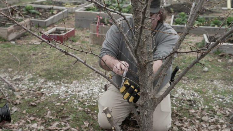 Fruit Tree Care Up Close: Larger Diameter Thinning Cuts
