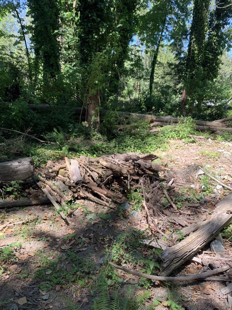 A pile of cut branches and logs lies on the ground in a forest with ivy-covered trees.